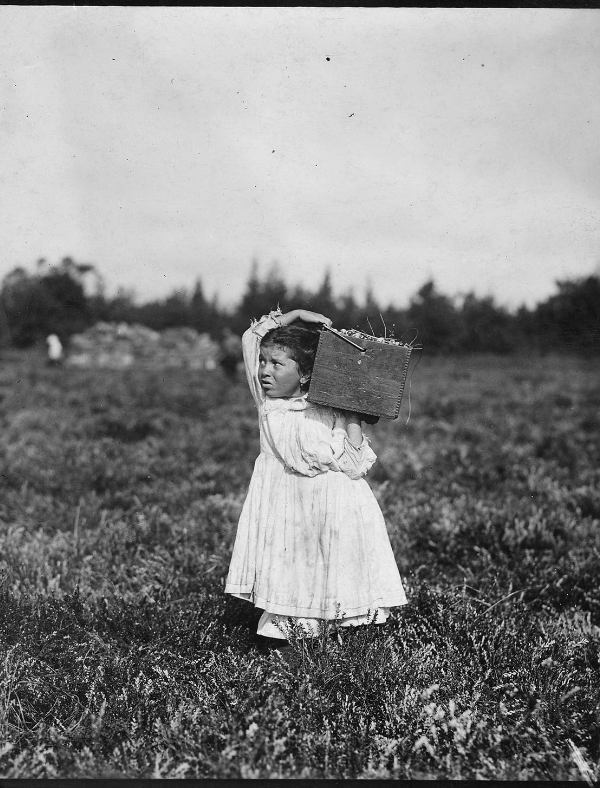 Jennie Camillo picking cranberries in New Jersey, September 1910. Credit: Lewis Hill/The U.S. National Archives